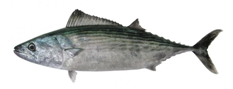 sarda sarda