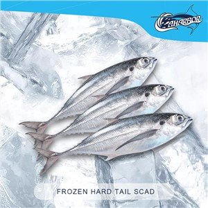 „Frozen Torpedo Scad“