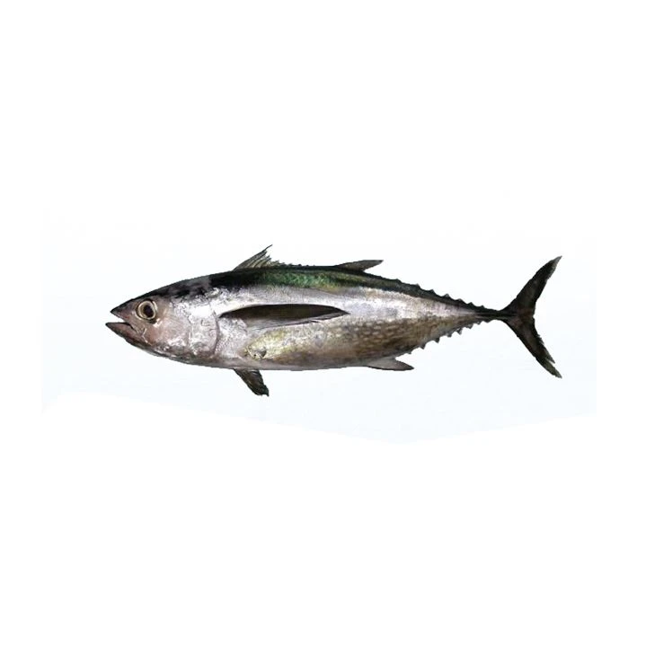 Šaldytos ilgauodegės tuno žuvys