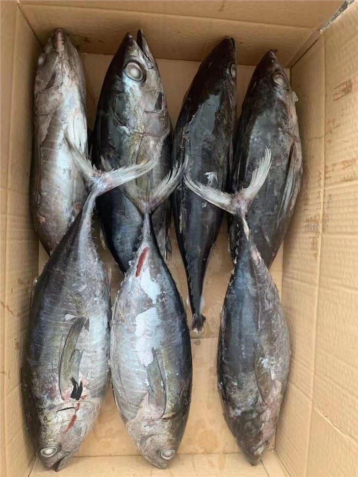 Frozen Long Tail Tuna Fish