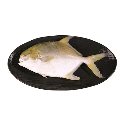 Ūkyje auginamas Golden Pomfret