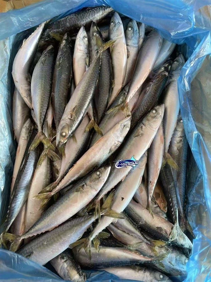 Frozen Chub Mackerel Fish high quality