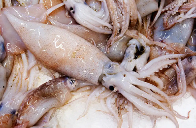 The difference between cuttlefish and squid