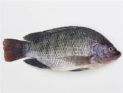 China's Tilapia Supply May Show Signs Of Tightening in 2026