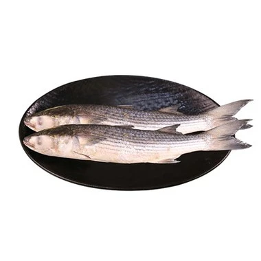 Šaldyta Mugil Cephalus Fish